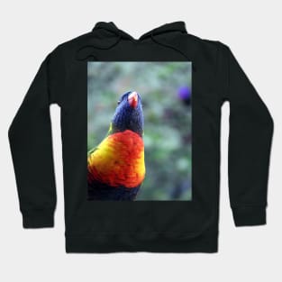 Rainbow Lorikeet Hoodie